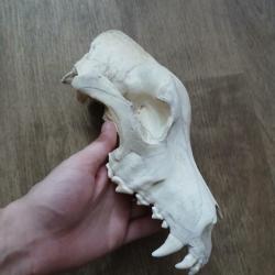 Cr&acirc;ne de loup