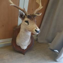 Troph&eacute;e Daim taxidermis