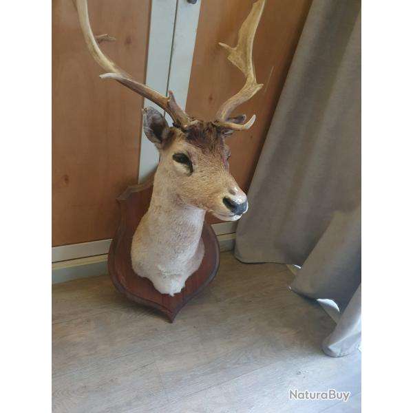Troph�e Daim taxidermis