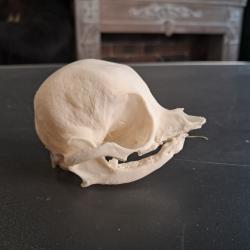 Cr&acirc;ne ; pathologie #0603(2)