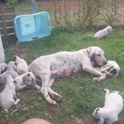 Chiots petits gascons saintongeois &agrave; reserver