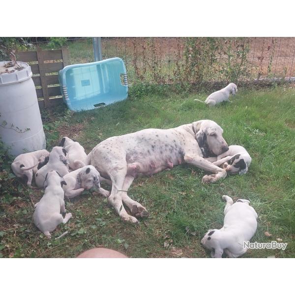 Chiots petits gascons saintongeois � reserver
