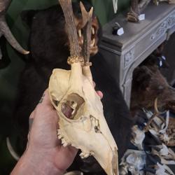 Massacre de chevreuil  #070336