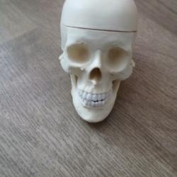 Cr&acirc;ne humain plastique