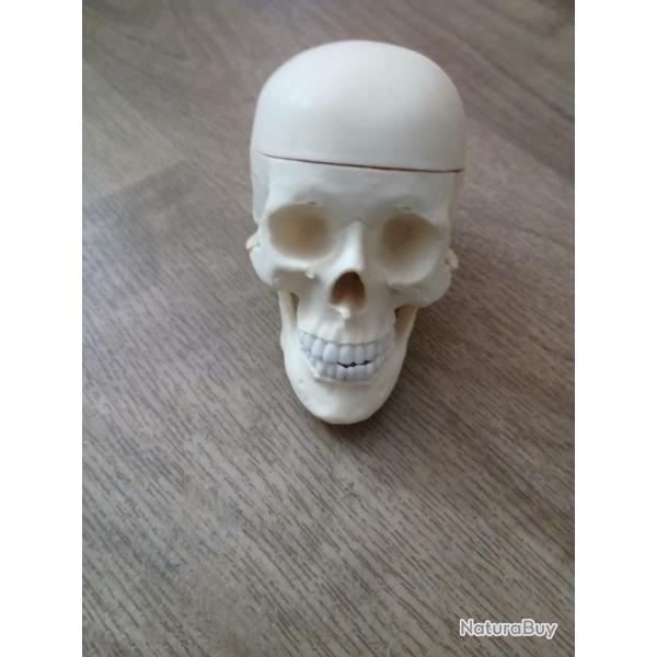 Cr�ne humain plastique