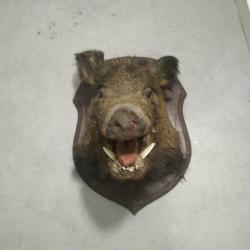 troph&eacute; de chasse, tete de sanglier