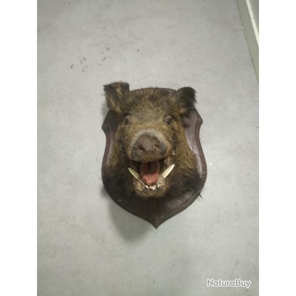 troph� de chasse, tete de sanglier