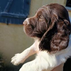 Chiots springer Spaniel English