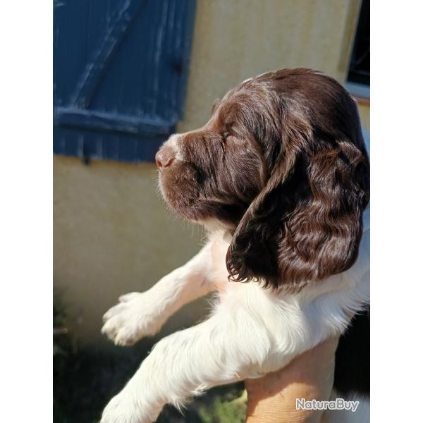 Chiots springer Spaniel English