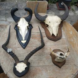 Massacres troph&eacute;es Africains Buffle Bubale Impala Phacoch&egrave;re
