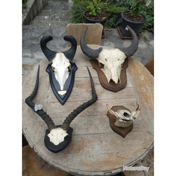 Massacres troph�es Africains Buffle Bubale Impala Phacoch�re