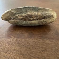 Fossile de poisson