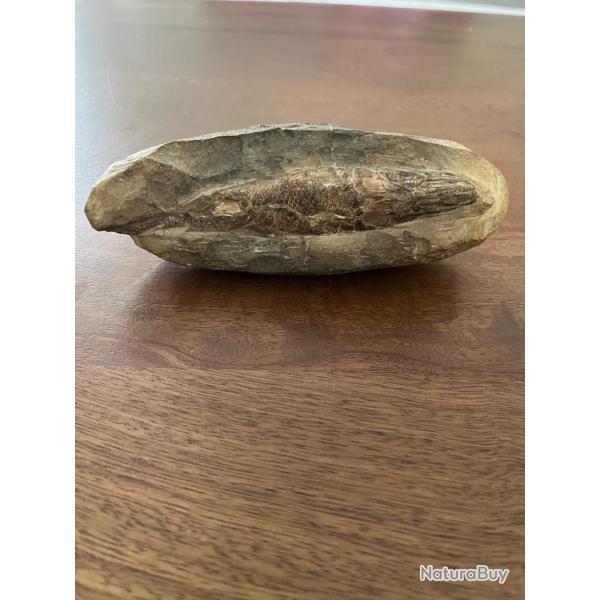 Fossile de poisson