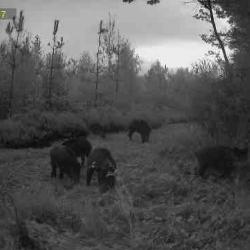 action de chasse r&eacute;gion charny 89120