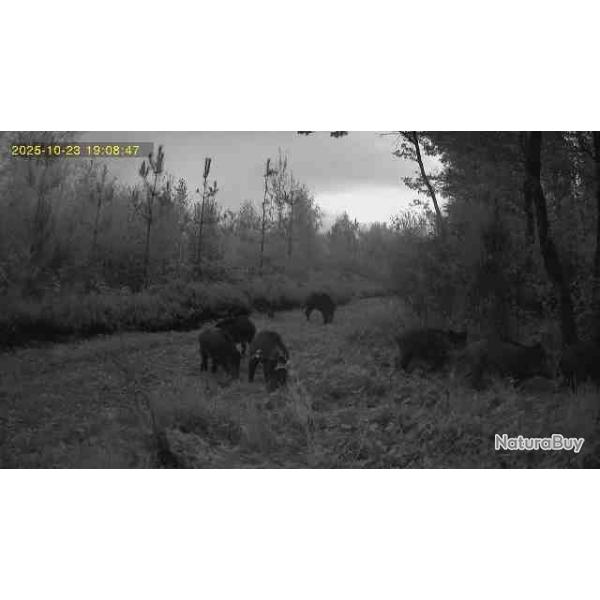 action de chasse r�gion charny 89120