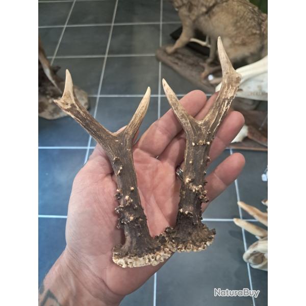 Paire de bois de chevreuil #L112R(39)