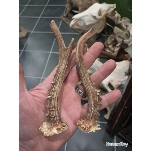 Paire de bois de chevreuil #L112R(20)