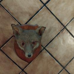 Troph&eacute;e t&ecirc;te de renard