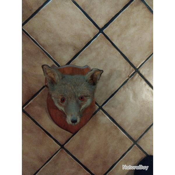Troph�e t�te de renard