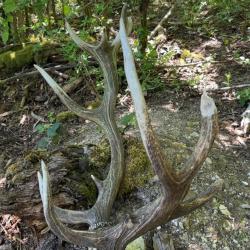 Massacre cerf t&ecirc;te bizarre atypique