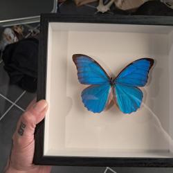 Papillon Morpho didius  sous cadre vitrine #10