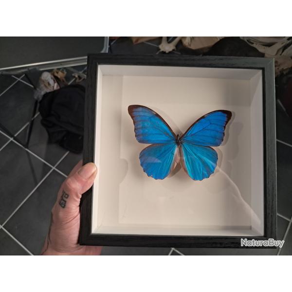 Papillon Morpho didius  sous cadre vitrine #10