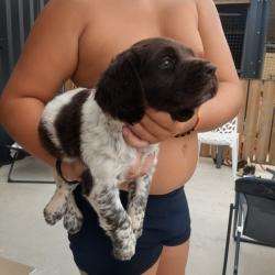 Chiot munsterlander