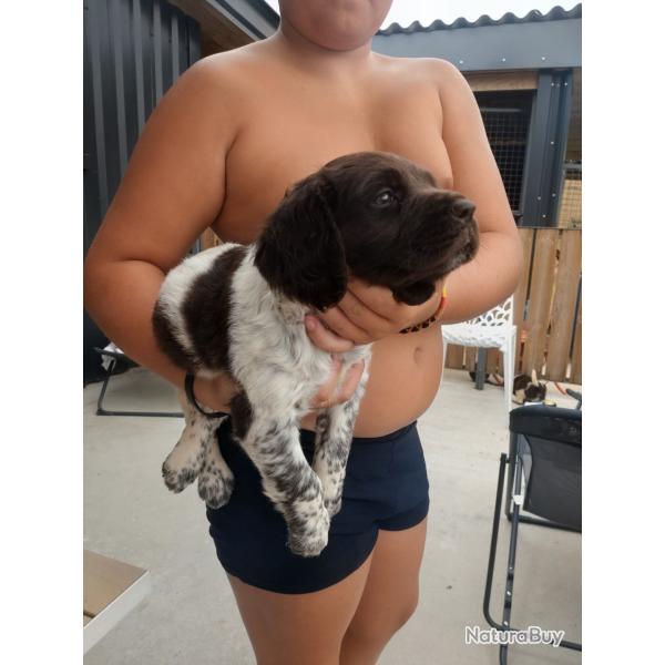 Chiot munsterlander