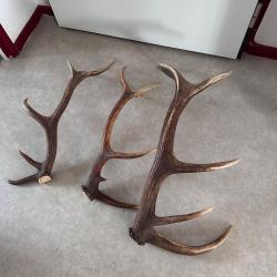 Bois de cerf