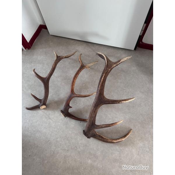 Bois de cerf