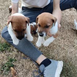 Chiots Fox terrier