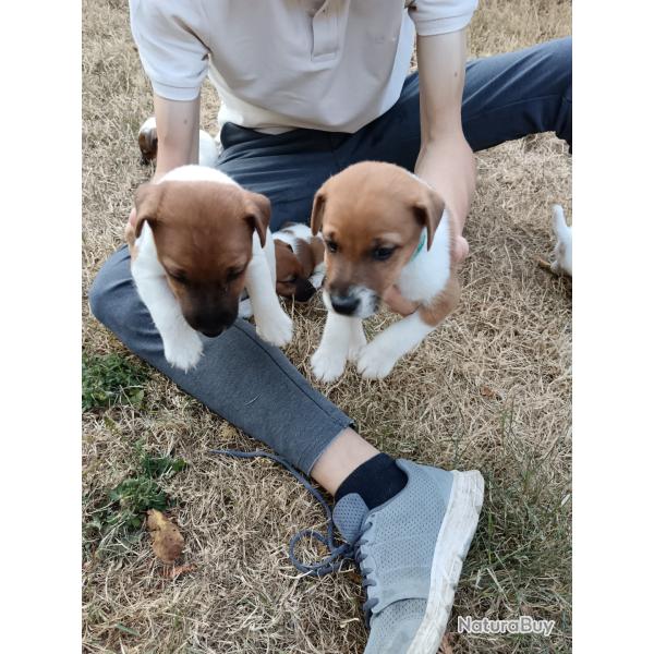 Chiots Fox terrier
