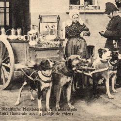 Carte postale ancienne: Anvers, laiti&egrave;re flamande avec attelage de chiens - N&deg;8634