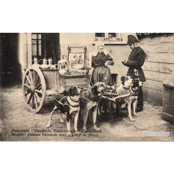 Carte postale ancienne: Anvers, laiti�re flamande avec attelage de chiens - N�8634