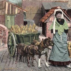 Carte postale ancienne de femme avec charrette tir&eacute;e par des chiens - N&deg;8635