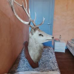 T&ecirc;te de cerf