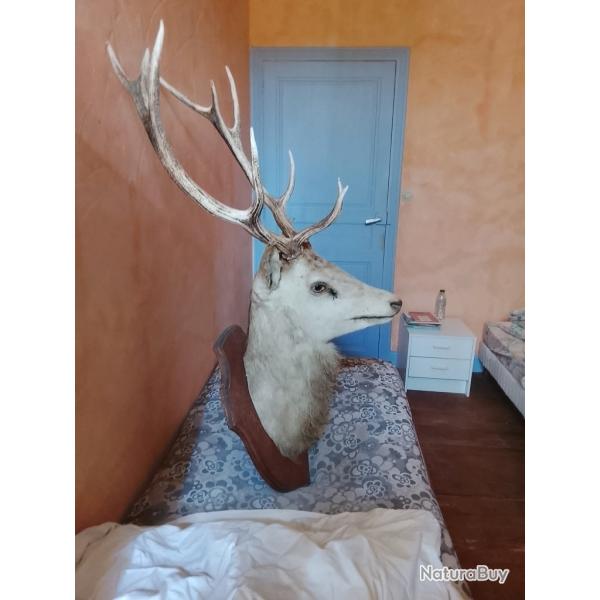 T�te de cerf