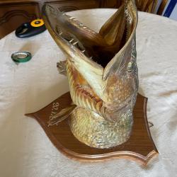T&ecirc;te poisson brochet naturalis&eacute; ann&eacute;e 1983