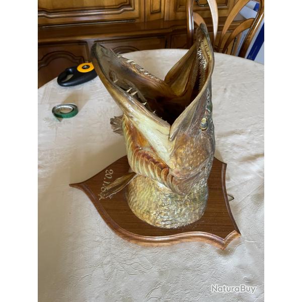 T�te poisson brochet naturalis� ann�e 1983