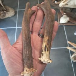 Paire de bois de chevreuil #L112R(29)