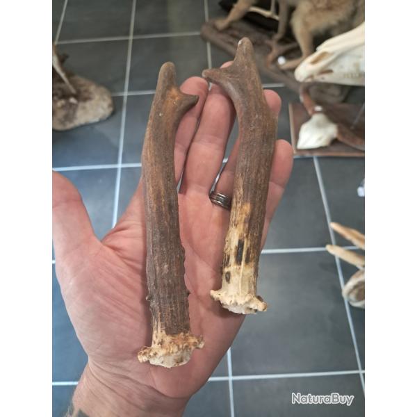 Paire de bois de chevreuil #L112R(29)