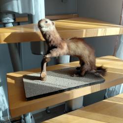 Belette sur socle