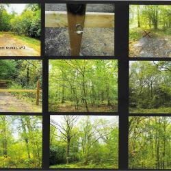 7,1460 ha - FOR&Ecirc;T DE L'ETANG DE LA TOUR - ( 78 ) YVELINES