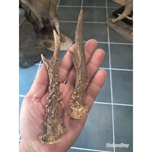 Paire de bois de chevreuil #L112R(33)
