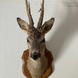 Troph&eacute;e chevreuil exceptionnel