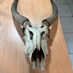 Superbe Cr&acirc;ne d'Antilope - Cornes annel&eacute;es - Pi&egrave;ce de collection