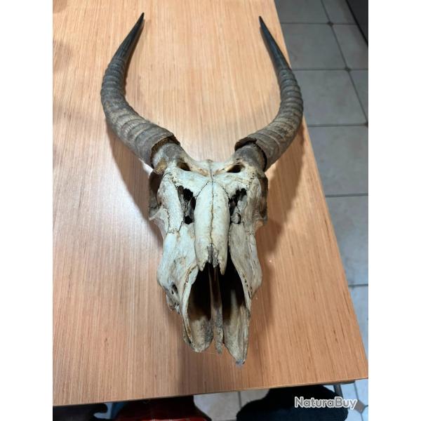 Superbe Cr�ne d'Antilope - Cornes annel�es - Pi�ce de collection