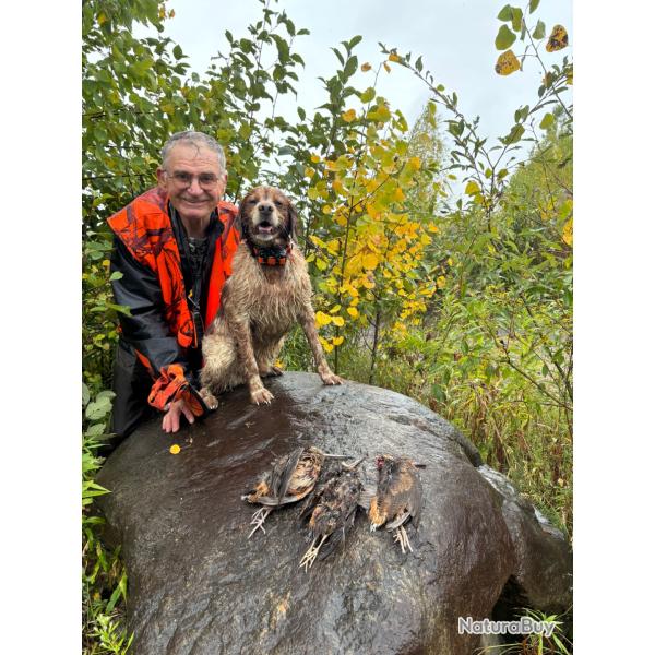 Chasse b�casse Canada