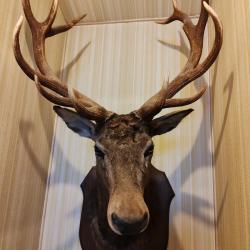 Troph&eacute;e de chasse