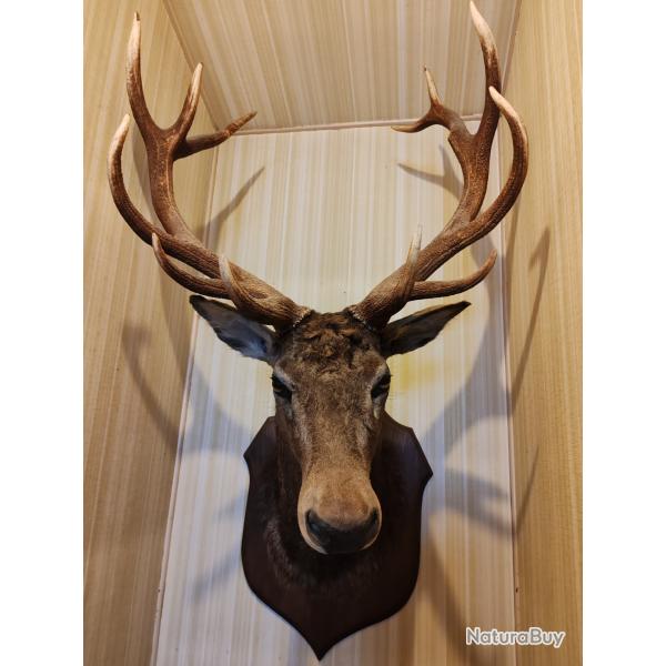 Troph�e de chasse